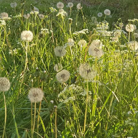 Aux Gorges Du Dourdou Grand-Vabre