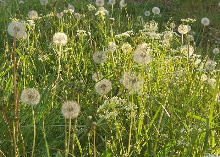 Aux Gorges Du Dourdou Grand-Vabre